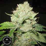 Sagarmatha Seeds California Train Wreck